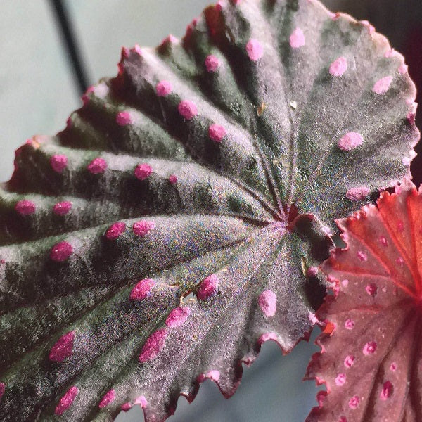 蘇門答臘產秋海棠 Begonia gracilicyma:圖片 2