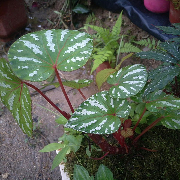 大香秋海棠 Begonia handelii Irmsch