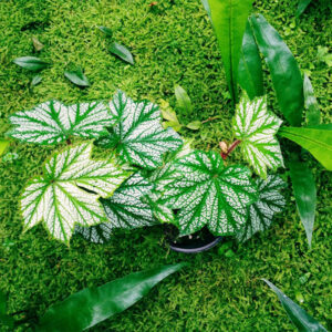 楓葉秋海棠 Begonia heracleifoniana