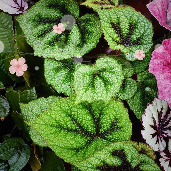 鐵甲秋海棠 Begonia Iron Cross (Begonia Masoniana)