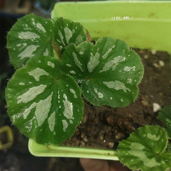 靖西秋海棠 Begonia Jingxiensis