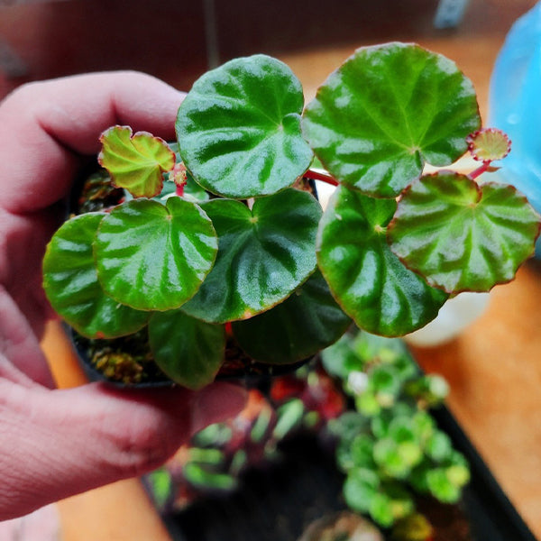 蔓性秋海棠 Begonia lichenora:圖片 2