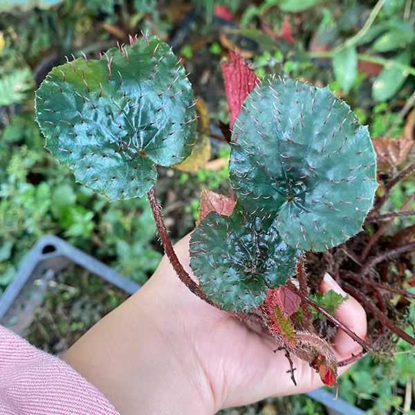 蕺葉秋海棠 Begonia Limprichtii Irmsch.：圖片 2