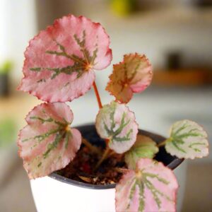 馬丁之謎秋海棠 Begonia 'Martin's Mystery'