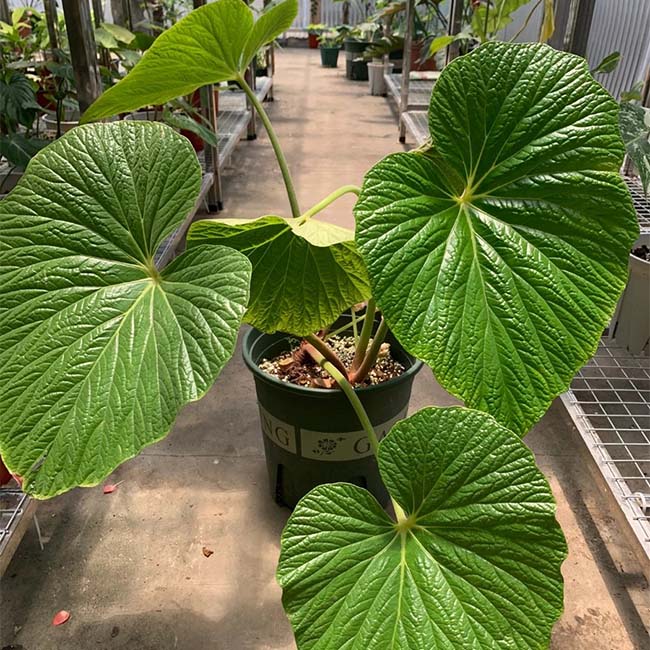 大葉秋海棠 Begonia megalophyllaria C. Y. Wu