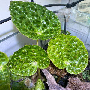 綠峰秋海棠 Begonia melanobullata var Green (Vietnam ferox)
