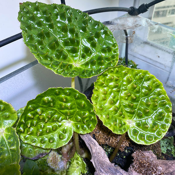 綠峰秋海棠 Begonia melanobullata var Green (Vietnam ferox)