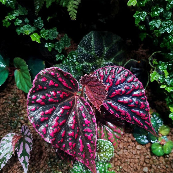秋海棠 Begonia negrosensis：圖片 2