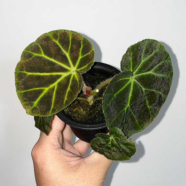 螢光綠脈秋海棠 Begonia olsoniae：圖片 5