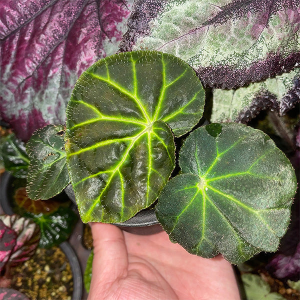 螢光綠脈秋海棠 Begonia olsoniae：圖片 4