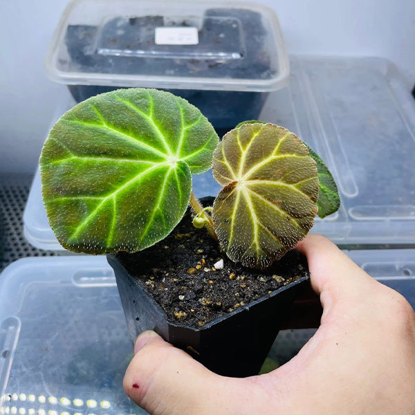 螢光綠脈秋海棠 Begonia olsoniae：圖片 2