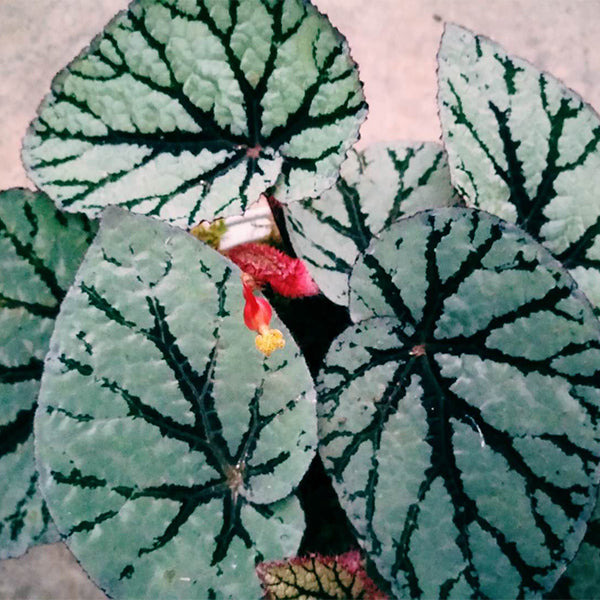 仙子秋海棠/尖蕊秋海棠 Begonia rex 'Fedor'
