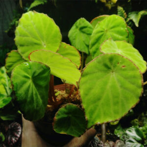 秋海棠 Begonia peltatifolia