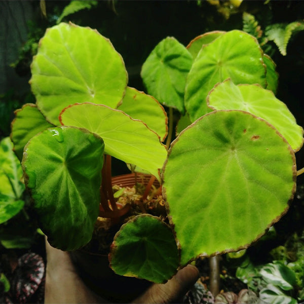 秋海棠 Begonia peltatifolia