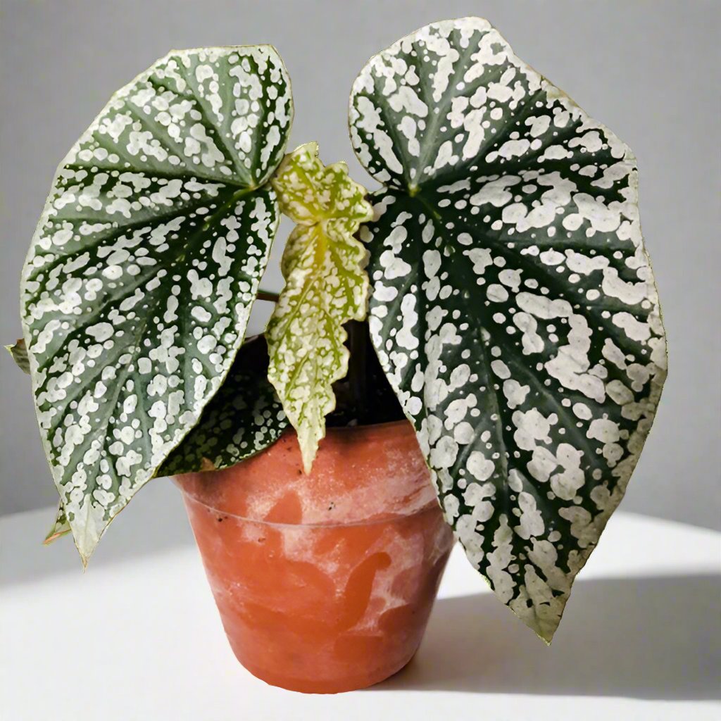 富士山秋海棠 Begonia 'Snow Capped' (Begonia fibrous Hybrid)