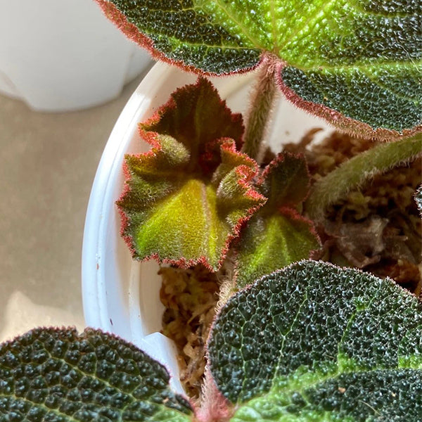巴西变色秋海棠  Begonia soli-mutata hort：圖片 2