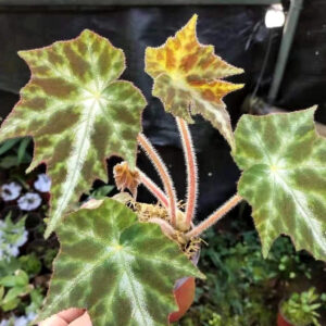 秋海棠 Begonia Galaxy Deer-spot