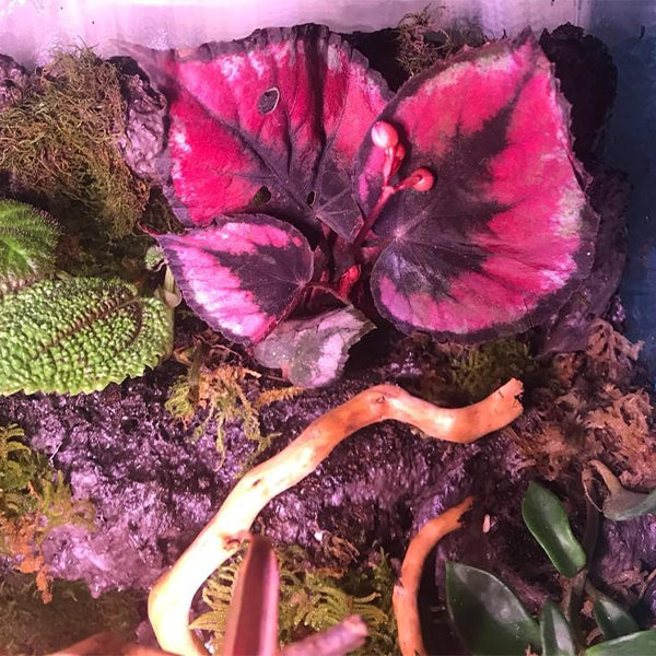 粉斑秋海棠 Begonia sp. (Pink):圖片 2