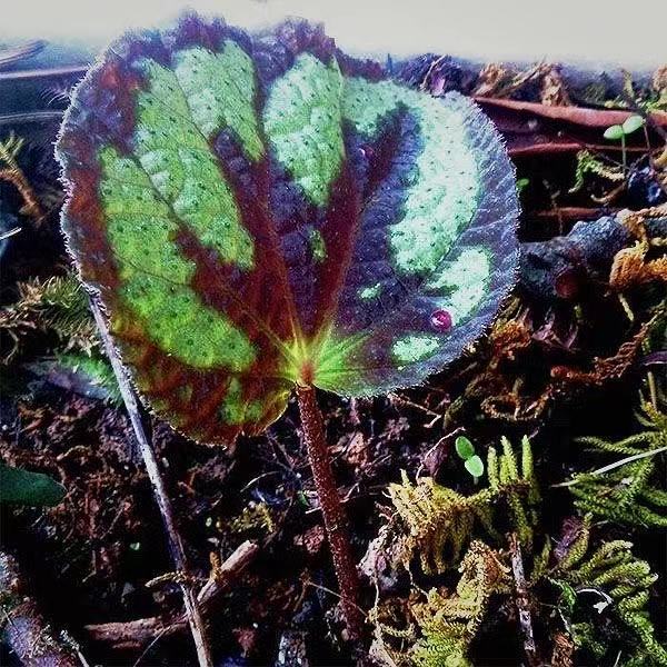 红绿斑秋海棠 Begonia sp. (Red & Green)