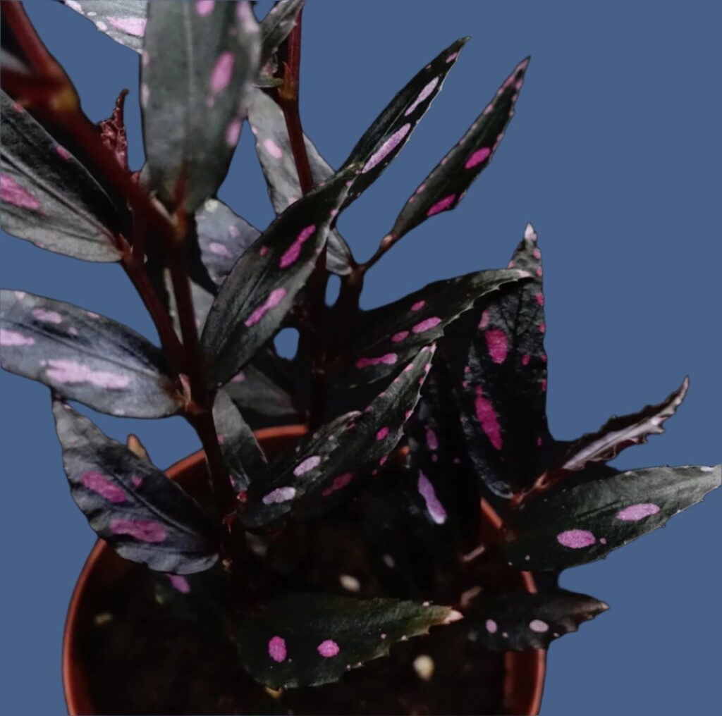 秋海棠 Begonia sp.julau thin leaf