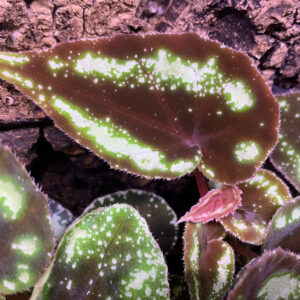 球根秋海棠 Begonia sp. curtisii