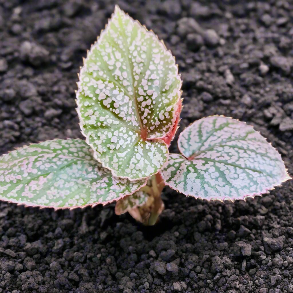 秋海棠 Begonia U062