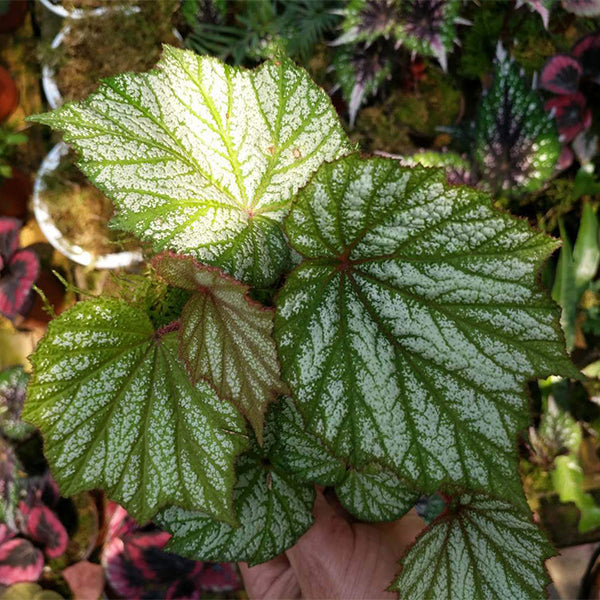 白斑秋海棠 Begonia sp. (White)