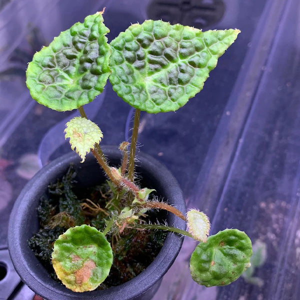 秋海棠 Begonia (staudtii x microsperma)：圖片 4