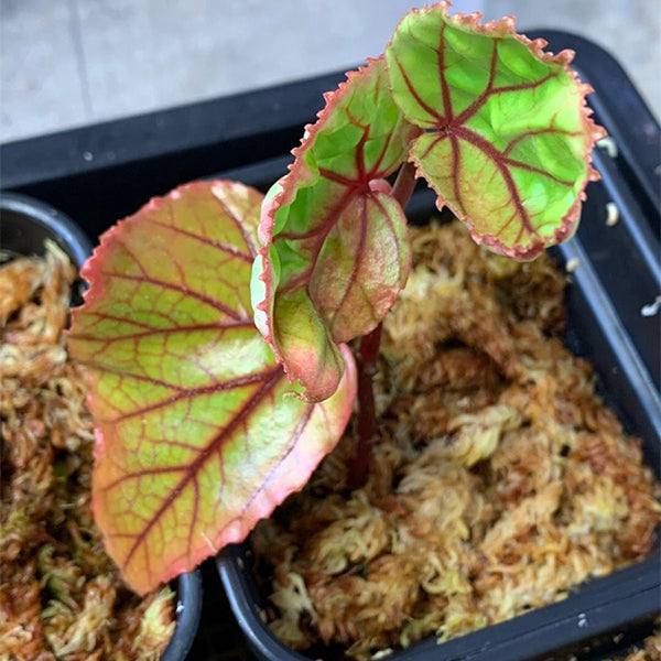 秋海棠 Begonia 'Red vein' (Begonia sp. Sarawak):圖片 6