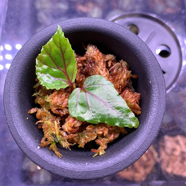 秋海棠 Begonia 'Red vein' (Begonia sp. Sarawak):圖片 5