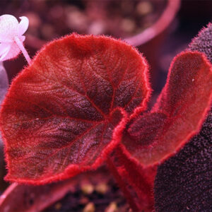 黑红變色秋海棠 Begonia versicolor 'Balck&Red'