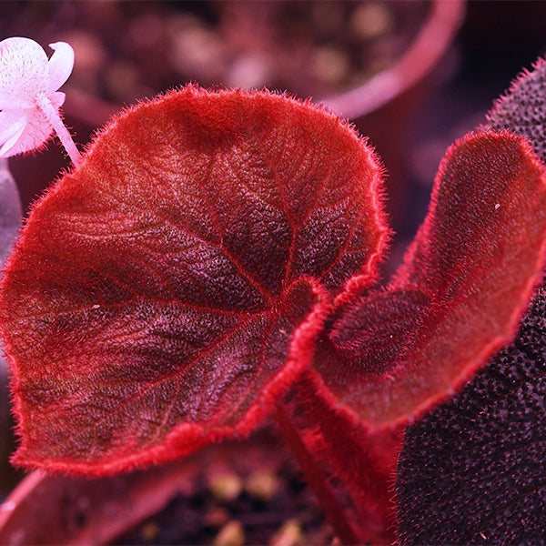 黑红變色秋海棠 Begonia versicolor 'Balck&Red'
