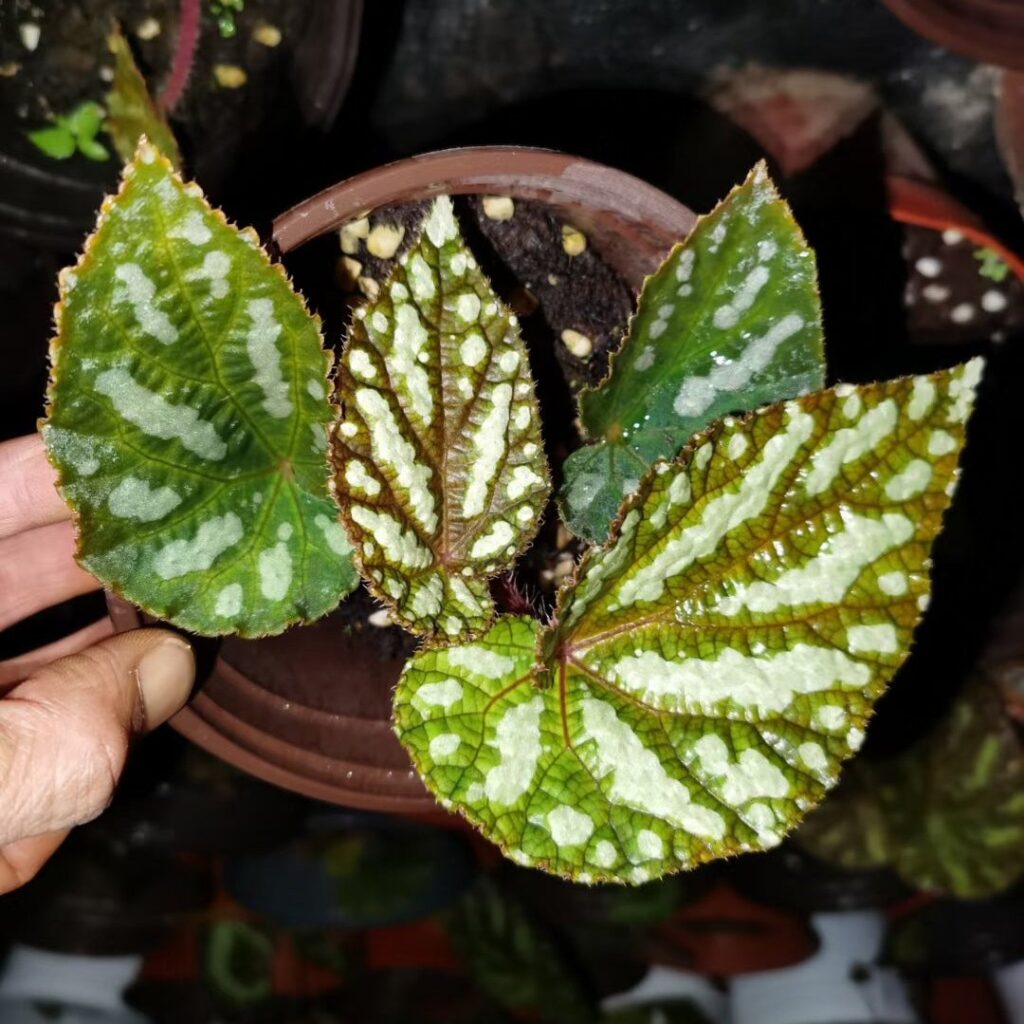 秋海棠 Begonia xanthina 'dark shadows'