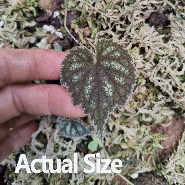 紫背天葵秋海棠 Begonia fimbristipula Hance:圖片 4
