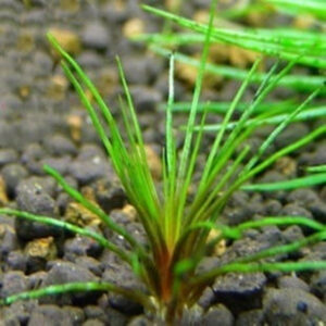 吐血古精 Blood vomit (Eriocaulon sp. Australia red)