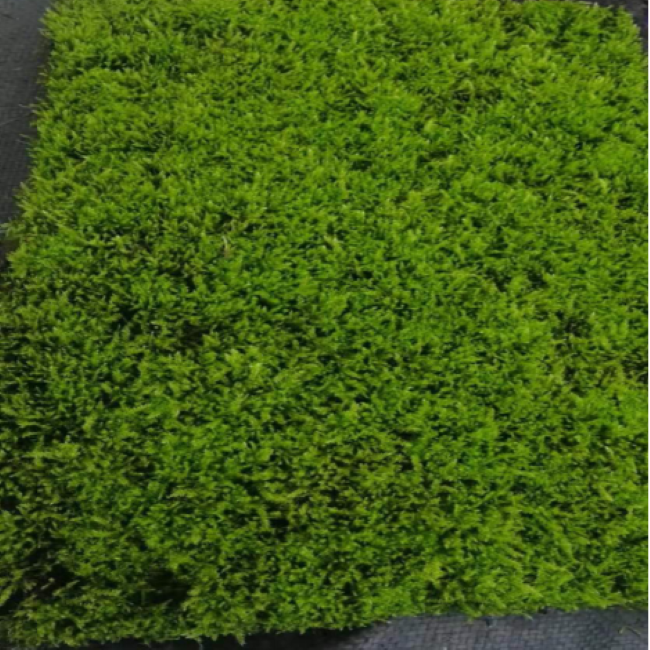 青藓 Brachythecium albicans