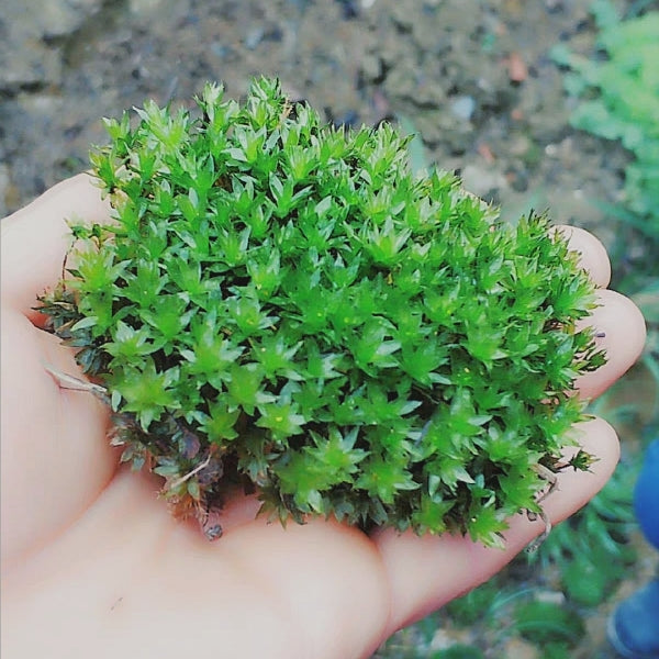 大真蘚 Bryum billardieri:圖片 2