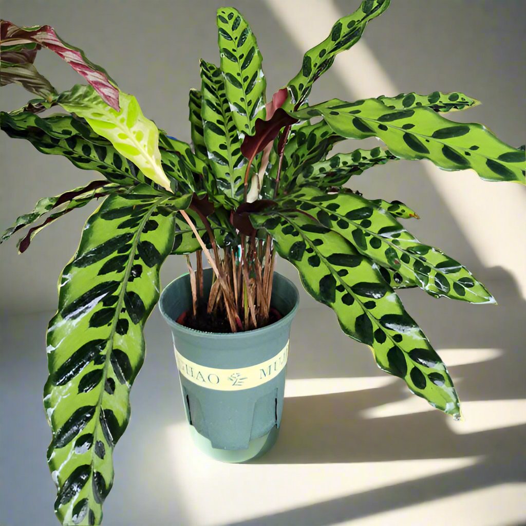 青紋竹芋 Calathea insignis