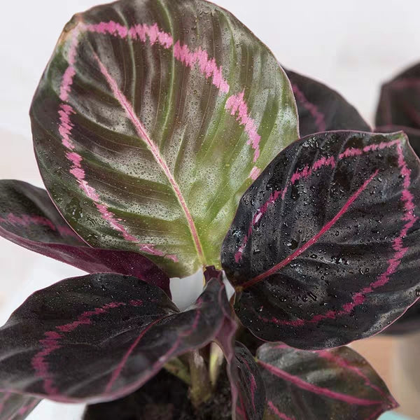 彩虹竹芋 Calathea roseopicta 'Dottie':圖片 2