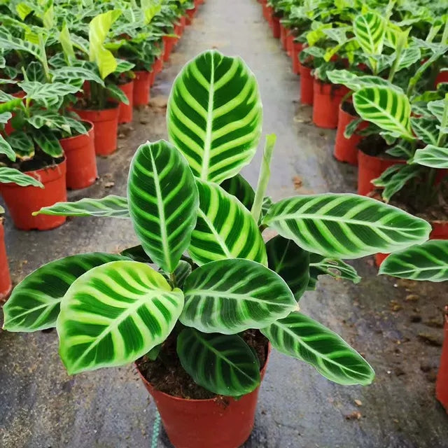 斑葉竹芋 Calathea zebrina