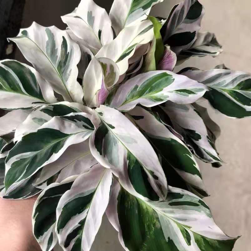 白油畫竹芋 Calathea 'White Fusion' (9-12cm)