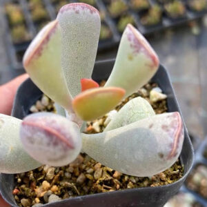 三花天錦章/心形水泡 Calico hearts (Adromischus Triflorus)