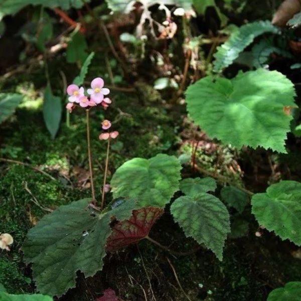 紫背天葵秋海棠 Begonia fimbristipula Hance