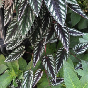 青紫葛 Cissus discolor