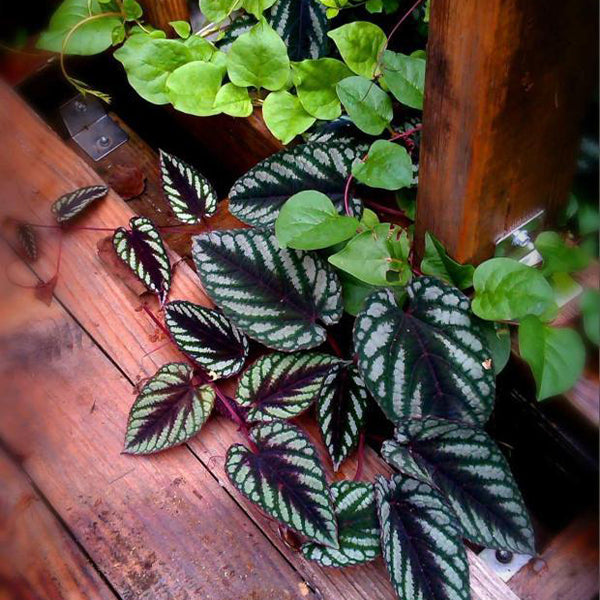 青紫葛 Cissus discolor:圖片 2