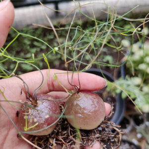 髮葉蒼角殿 Climbing onion (Drimia intricata)