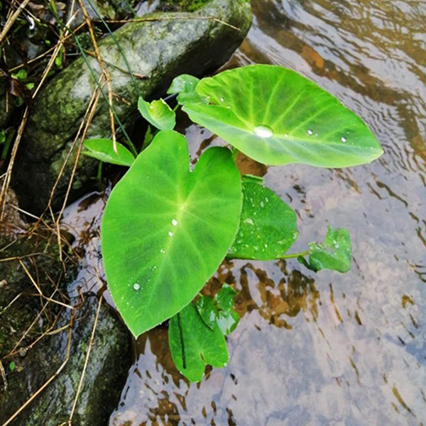 紫芋 Colocasia antiquorum：圖片 3