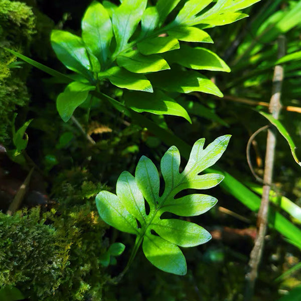 線蕨 Colysis elliptica (Thunb.) Ching