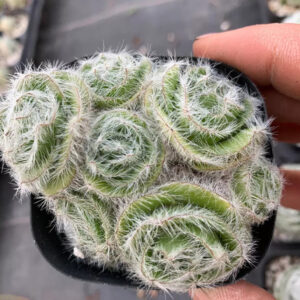 青鎖龍屬 Crassula barbata