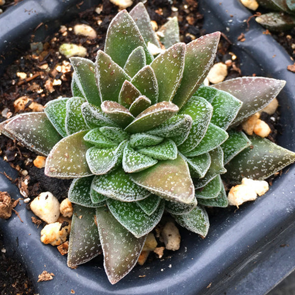 松之銀 Crassula 'Frosty'